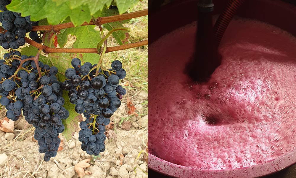 recolte et vinification vin bordeaux